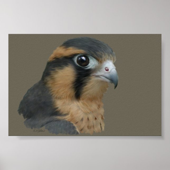 Aplomado Poster (Framsidan)