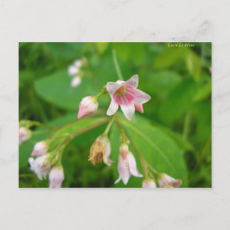 Apocyn à feuilles d'androsème vykort