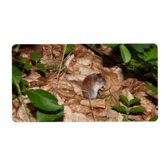 Apodemus sylvaticus fraktsedel (Framsidan)