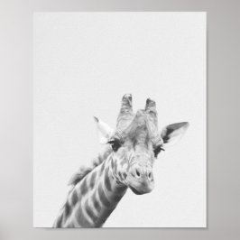 Apollo, giraffe poster