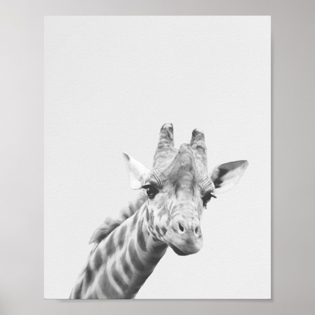Apollo, giraffe poster (Framsidan)