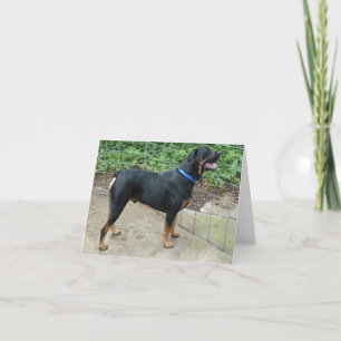 Apollo-gratulationskort för Rottweiler Kort