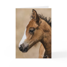 Apollo-Oregon Mustang