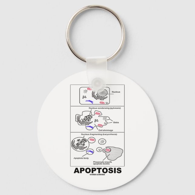 Apoptos (biologiska celldöd) nyckelring (Framsida)