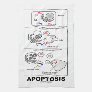 Apoptosis biologi programmerad celldöd kökshandduk