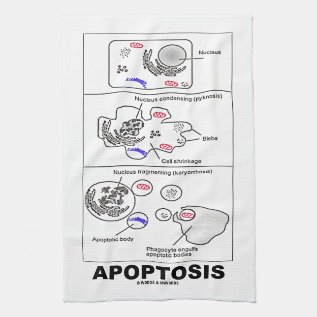 Apoptosis biologi programmerad celldöd kökshandduk (Vertikal)