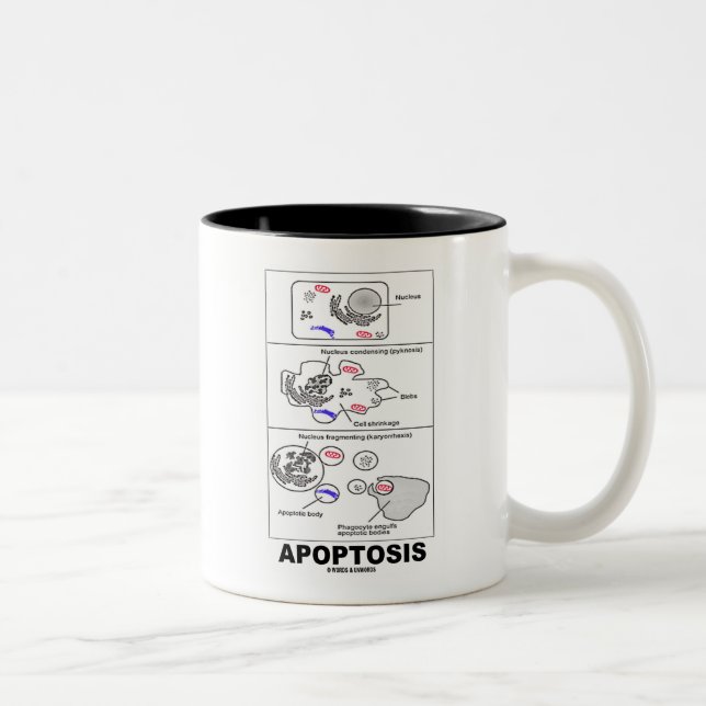 Apoptosis (biologicelldöd) Två-Tonad mugg (Höger)