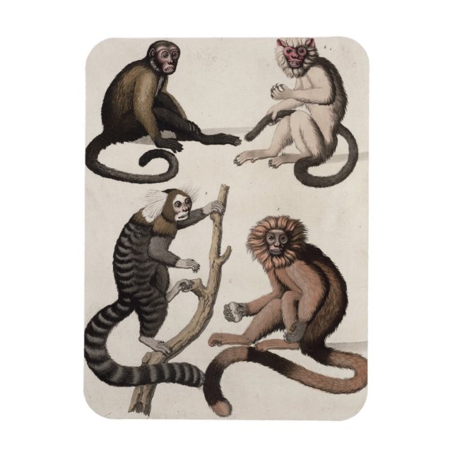 Apor (färg litho) magnet (Vertikal)