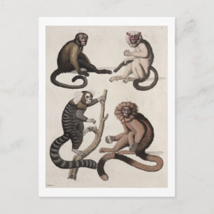 Apor (färg litho) vykort