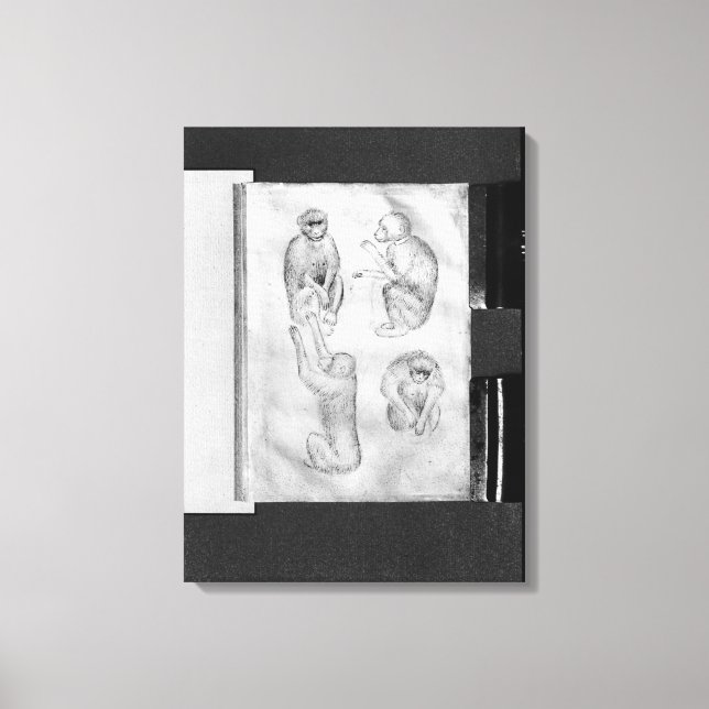 Apor från Vallardi Album Canvastryck (Framsida)
