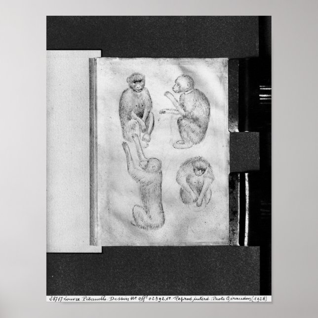 Apor från Vallardi Album Poster (Framsidan)