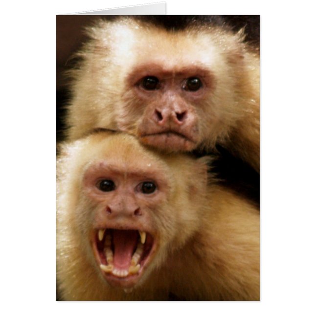 Apor! Hälsningskort (Framsidan)