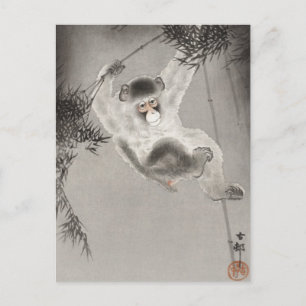 Apor Hanging från Bamboo Gren, Koson, Animal Vykort