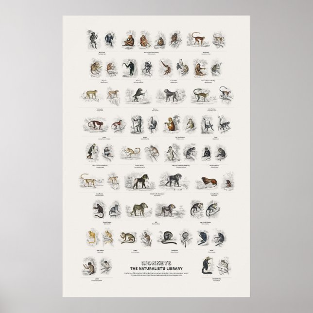 Apor - Naturalist's Library Poster (Framsidan)