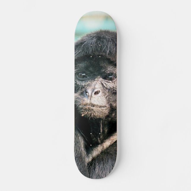 APOR SKATEBOARD BRÄDA 19,5 CM (Framsida)
