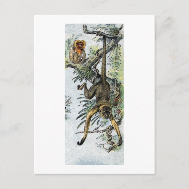 Apor - spindel och tamarin vykort (Framsida)