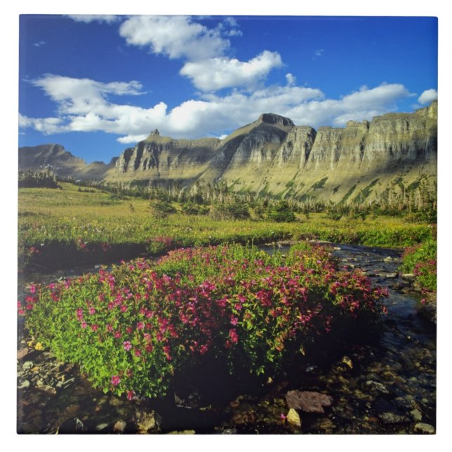 Aporblommor vid Logan Pass i Glacier National Kakelplatta (Framsidan)
