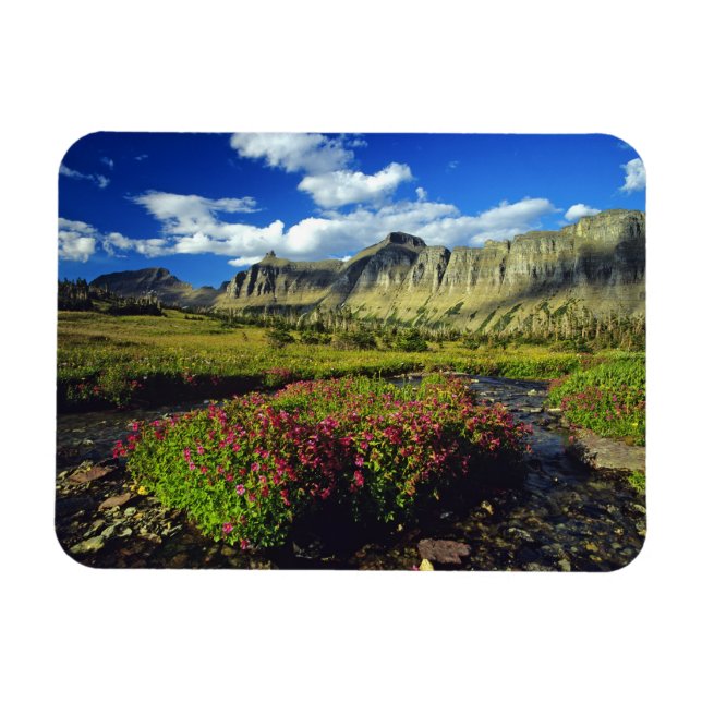 Aporblommor vid Logan Pass i Glacier National Magnet (Horisontell)