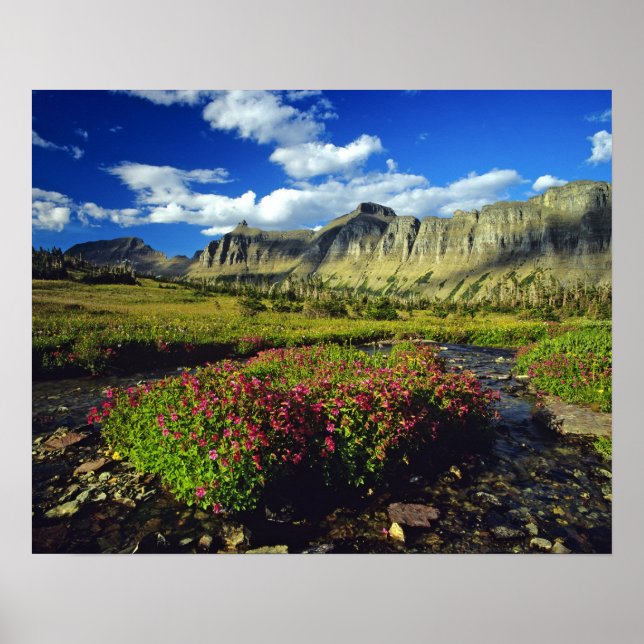 Aporblommor vid Logan Pass i Glacier National Poster (Framsidan)