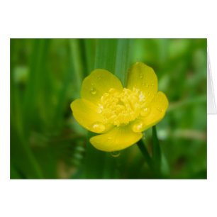 Appalachian Buttercukort Hälsningskort