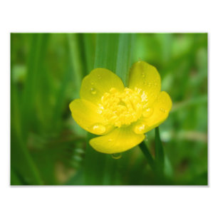 Appalachian Buttercupfototryck Fototryck