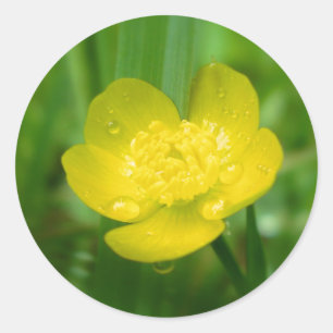 Appalachian Buttercupklistermärkear Runt Klistermärke