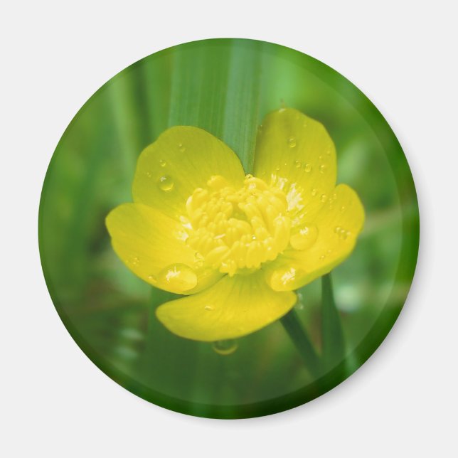 Appalachian Butterskopmagnet Magnet (Framsidan)