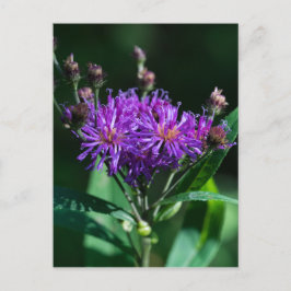 Appalachian Ironweed Lila Vildblomma Postkort Vykort