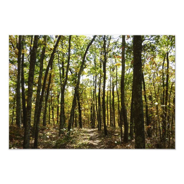 Appalachian Trail i oktober i Shenandoah Fototryck (Framsidan)