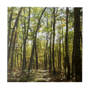 Appalachian Trail i oktober i Shenandoah Kakelplatta