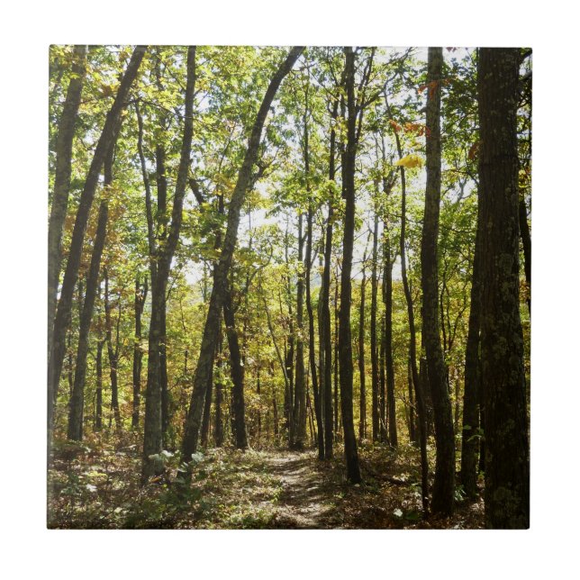 Appalachian Trail i oktober i Shenandoah Kakelplatta (Framsidan)