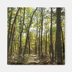 Appalachian Trail i oktober i Shenandoah Magnet