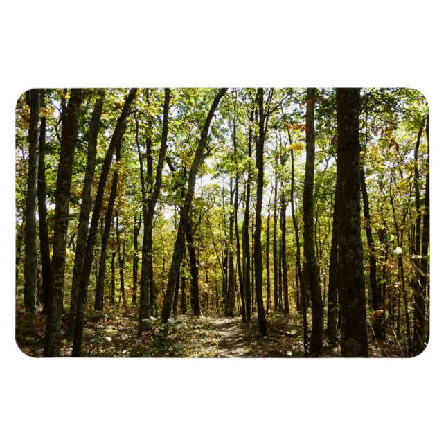 Appalachian Trail i oktober vid Shenandoah Magnet (Horisontell)