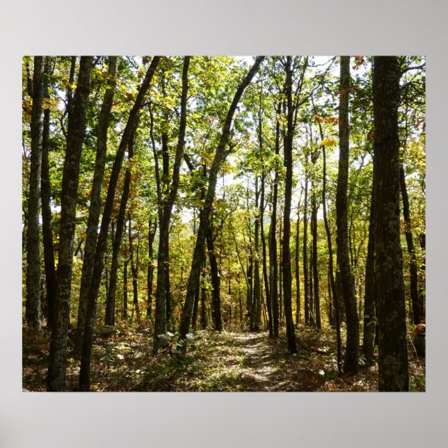 Appalachian Trail i oktober vid Shenandoah Poster (Framsidan)