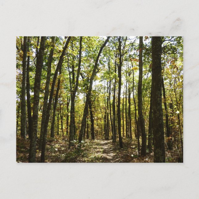 Appalachian Trail i oktober vid Shenandoah Vykort (Framsida)