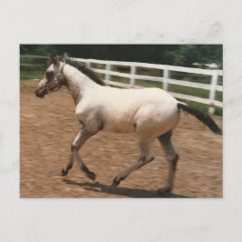 Appaloosa/Colorado Skogsvaktare Colt Vykort