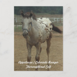 Appaloosa/Colorado-Skogsvaktare ThooughbornColt Vykort