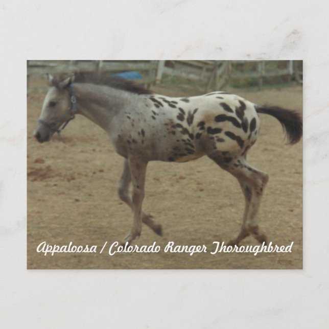 Appaloosa/Colorado Skogsvaktare Thoroughavlad Colt Vykort (Framsida)