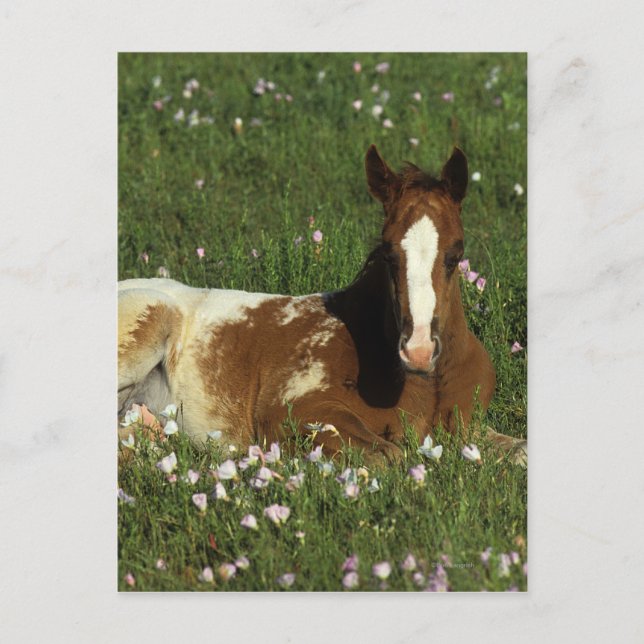Appaloosa-förkalkning nedlagd i blommor vykort (Framsida)