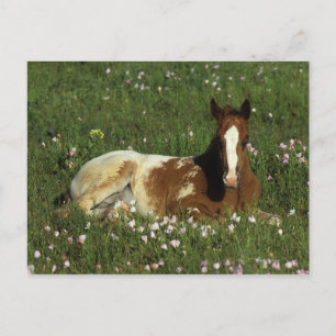 Appaloosa-förkalkning nedlagd i blommor vykort