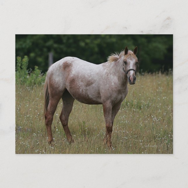 Appaloosa-häst som står i gräset vykort (Framsida)