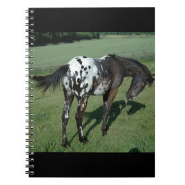 Appaloosa Horse Anteckningsbok
