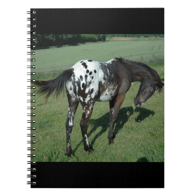Appaloosa Horse Anteckningsbok (Framsidan)