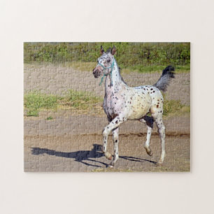 Appaloosa Horse Foal Running Pussel