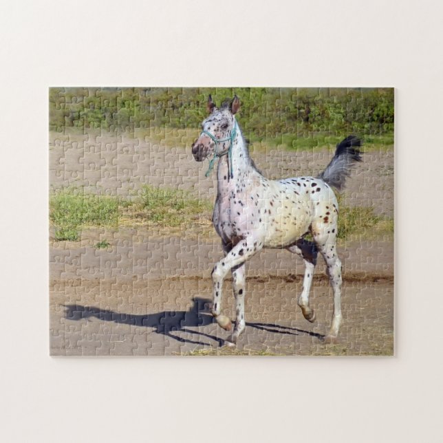 Appaloosa Horse Foal Running Pussel (Horisontell)