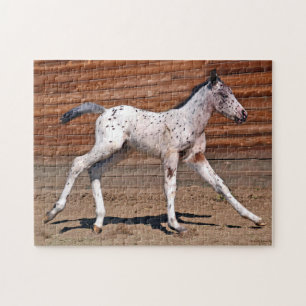 Appaloosa Horse Foal Running Pussel