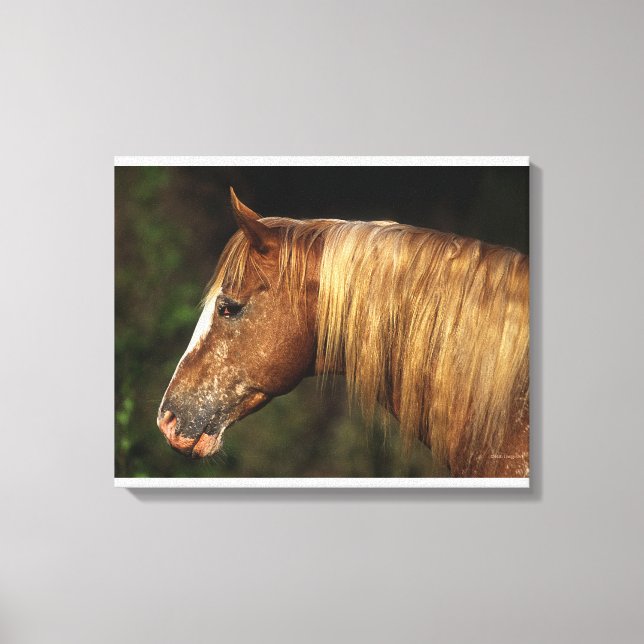 Appaloosa Horse Headshot 1 Canvastryck (Framsida)