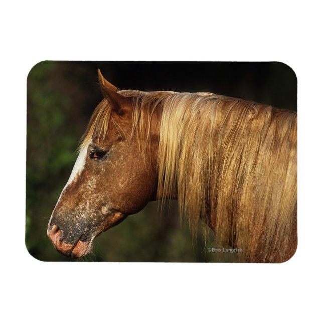 Appaloosa Horse Headshot 1 Magnet (Horisontell)
