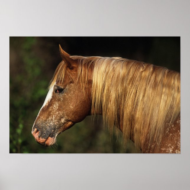 Appaloosa Horse Headshot 1 Poster (Framsidan)