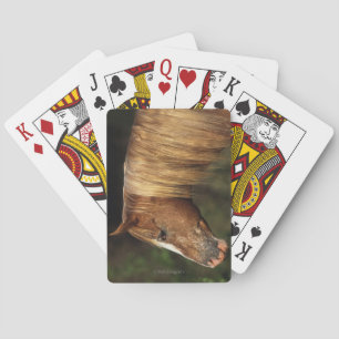 Appaloosa Horse Headshot 1 Spel Kort